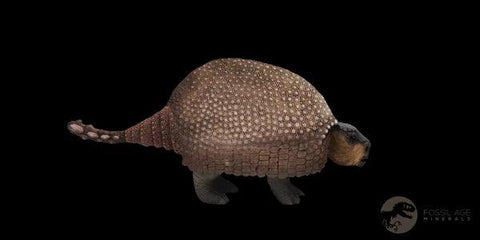 5.9" Glyptodon Fossil Osteoderm Scute Plates Bony Armor Pleistocene Uruguay COA - Fossil Age Minerals