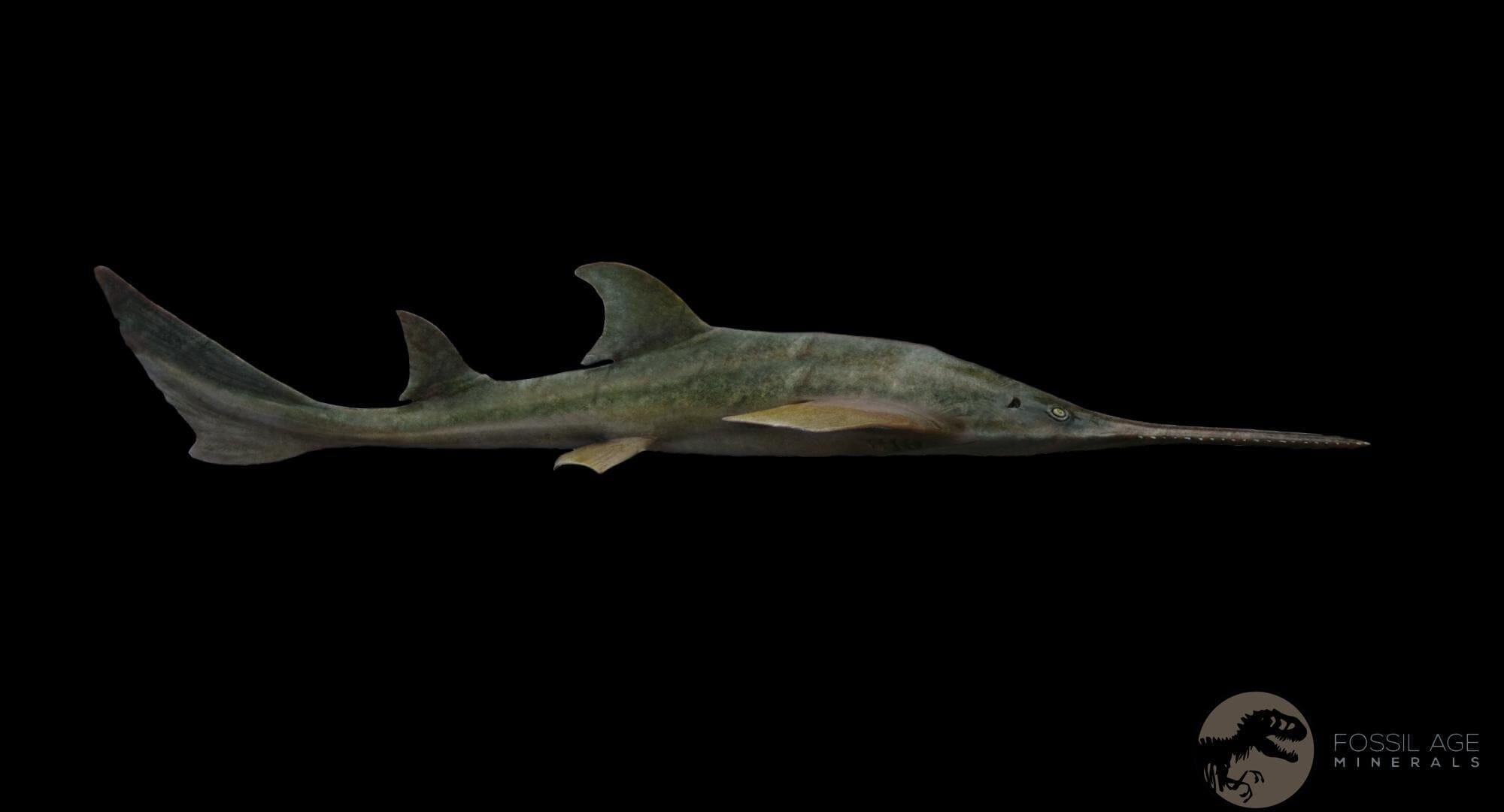 XL 2.4" Sawfish Fossil Tooth Barb Onchopristis Numidus Cretaceous Dinosaur Era COA - Fossil Age Minerals