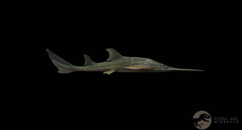 1.9" Sawfish Fossil Tooth Barb Onchopristis Numidus Cretaceous Dinosaur Era COA - Fossil Age Minerals