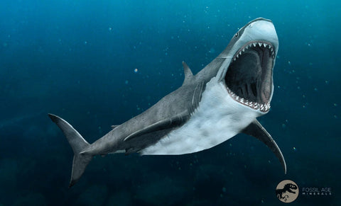 40MM Otodus Obliquus Shark Vertebrae Fossil Bone In Matrix Morocco COA - Fossil Age Minerals