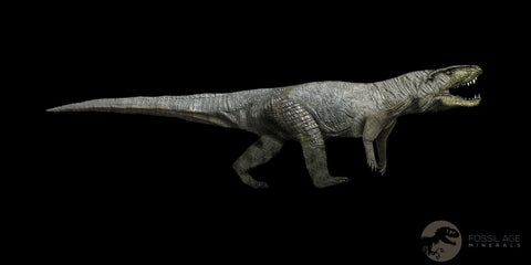 1.1" Postosuchus Rauisuchid Archosaur Fossil Tooth Chinle Formation AZ COA Display - Fossil Age Minerals