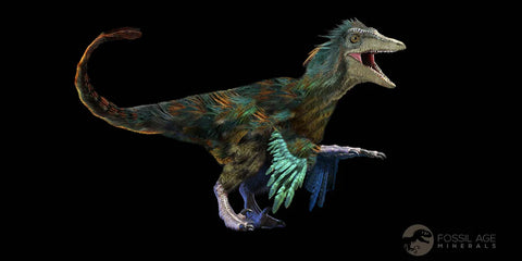 2" Rare Raptor Fossil Toe Bone Crystal Center Judith River FM Cretaceous Dinosaur MT - Fossil Age Minerals