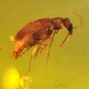 Burmese Insect Amber Coleoptera Beetle Fossil Cretaceous Dinosaur Age
