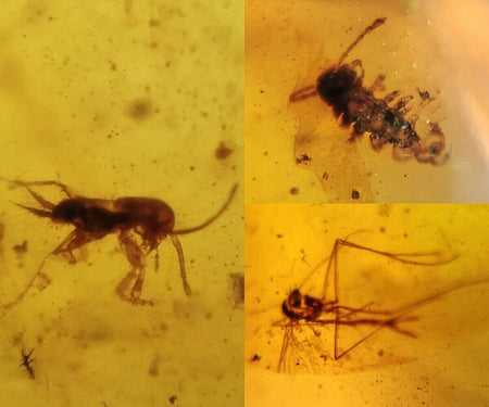 Burmese Insect Amber Cricket, Unknown Bugs Fossil Cretaceous Burmite Dinosaur Age