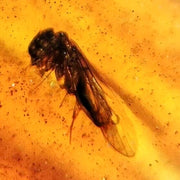 Burmese Insect Amber Unknown Flying Bug Fossil Cretaceous Dinosaur Age