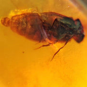Burmese Insect Amber Unknown Bug And Item Fossil Cretaceous Dinosaur Age