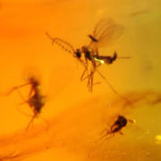 Three Burmese Insect Amber Diptera Mosquito Fly Fossil Cretaceous Dinosaur Age