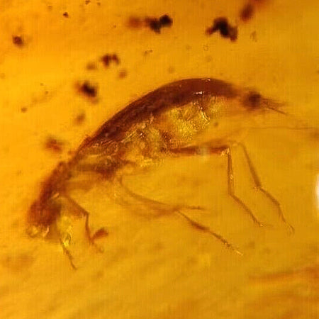 Burmese Insect Amber Coleoptera Beetle Fossil Cretaceous Dinosaur Age