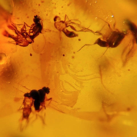 Burmese Insect Amber Unknown Flying Bugs Fossil Burmite Cretaceous Dinosaur Age - Fossil Age Minerals