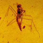 Burmese Insect Amber Diptera Mosquito Fly Fossil Cretaceous Dinosaur Age