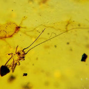 Burmese Insect Amber Orthoptera larva Fossil Cretaceous Dinosaur Age Burmite