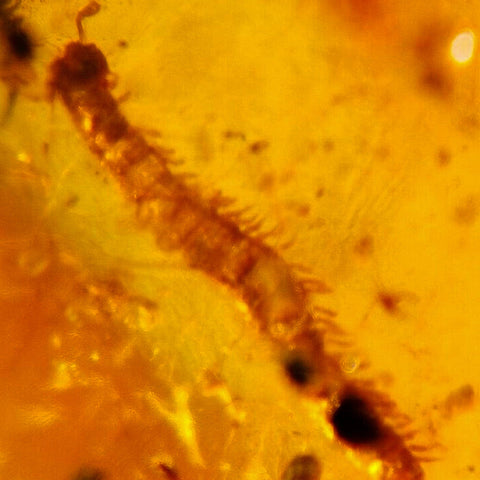 Burmese Insect Amber Diplopoda Millipede Burmite Fossil Cretaceous Dinosaur Age - Fossil Age Minerals