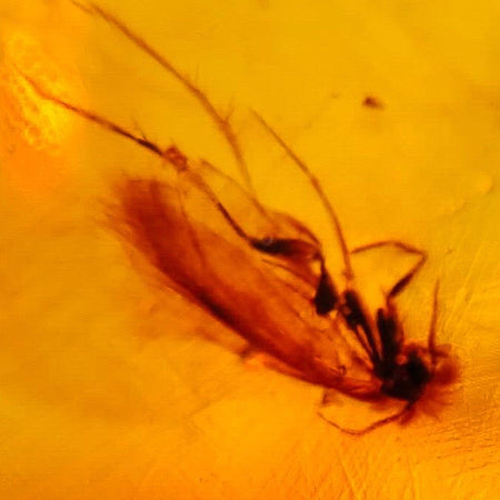 Burmese Insect Amber Cockroach Bug Fossil Burmite Cretaceous Dinosaur Era