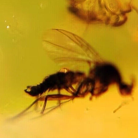 Two Burmese Insect Amber Diptera Mosquito Flies Fossil Cretaceous Dinosaur Age