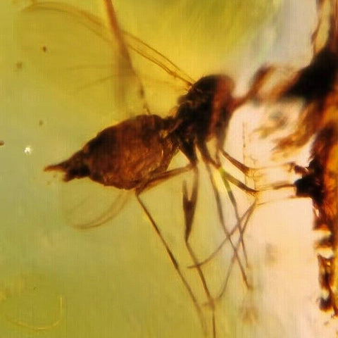 Burmese Insect Amber Unknown Flying Bugs Fossil Cretaceous Dinosaur Age - Fossil Age Minerals