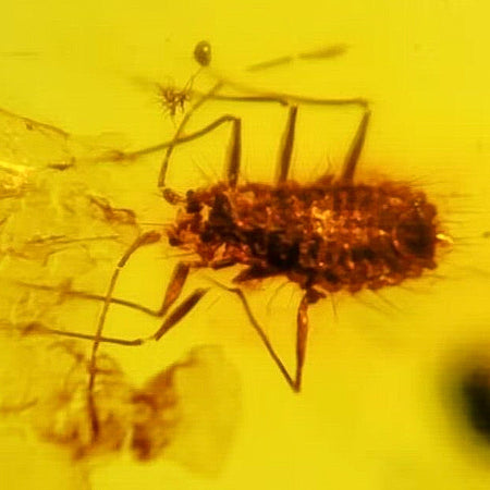 Burmese Insect Amber Scale Bug Fossil Cretaceous Dinosaur Age Bermite