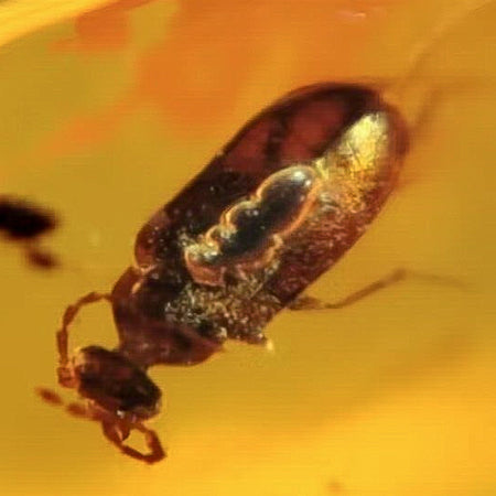 Burmese Insect Amber Coleoptera Beetle Fossil Cretaceous Dinosaur Age