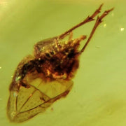 Burmese Insect Amber Leafhopper Cicada Larva Fossil Cretaceous Dinosaur Age