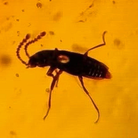 Burmese Insect Amber Unknown Bug And Beetle Fossil Cretaceous Dinosaur Age