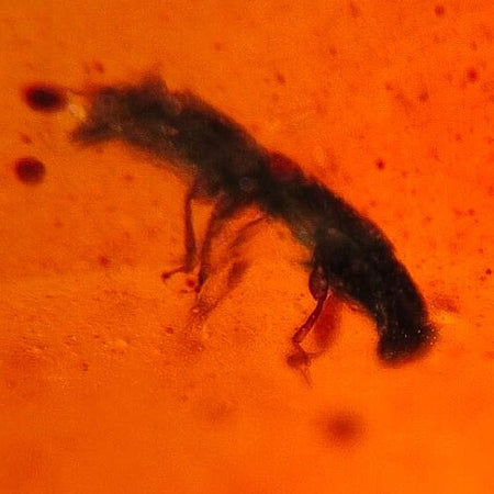 Burmese Insect Amber Coleoptera Beetle Fossil Cretaceous Dinosaur Age
