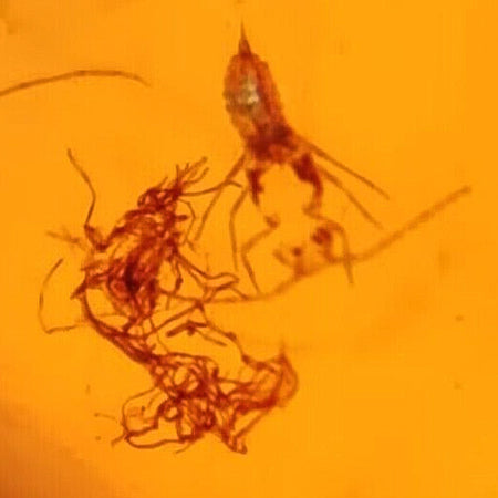 Burmese Insect Amber Unknown Bug And Item Fossil Cretaceous Dinosaur Age