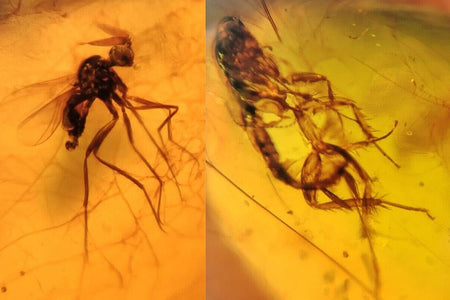 Burmese Insect Amber Roach And Diptera Fly Fossil Cretaceous Burmite Dinosaur Age