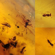 Burmese Insect Amber Hymenoptera Wasp, And Flies Fossil Cretaceous Dinosaur Age
