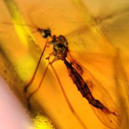 Burmese Insect Amber Unknown Flying Bug Fossil Cretaceous Dinosaur Age