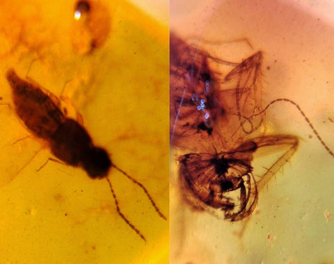 Burmese Insect Amber Rove Beetle And Roach Burmite Fossil Cretaceous Dinosaur Era - Fossil Age Minerals