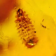 Burmese Insect Amber Unknown Bug Fossil Cretaceous Dinosaur Age