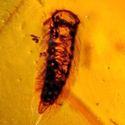Burmese Insect Amber Unknown Hairy Bug Fossil Cretaceous Dinosaur Age