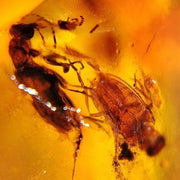 Two Burmese Insect Amber Coleoptera Beetles Fossil Cretaceous Dinosaur Age