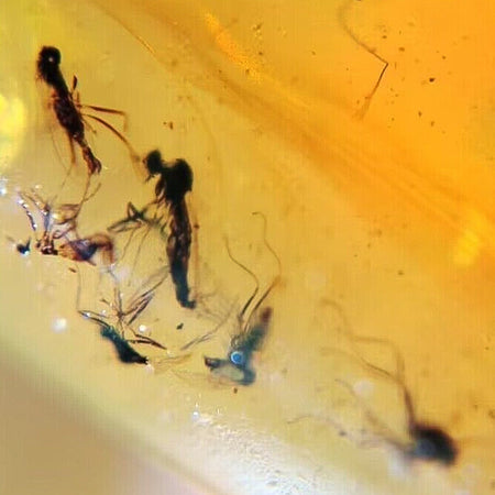 Burmese Insect Amber Unknown Flying Bugs Fossil Cretaceous Dinosaur Age