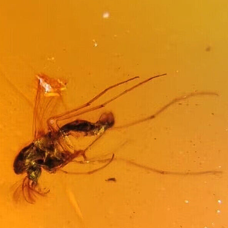 Burmese Insect Amber Diptera Mosquito Fly Fossil Cretaceous Dinosaur Age