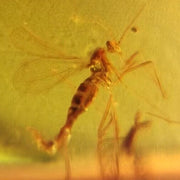Burmese Insect Amber Diptera Mosquito Fly Fossil Cretaceous Dinosaur Age