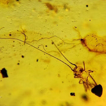 Burmese Insect Amber Orthoptera larva Fossil Cretaceous Dinosaur Age Burmite