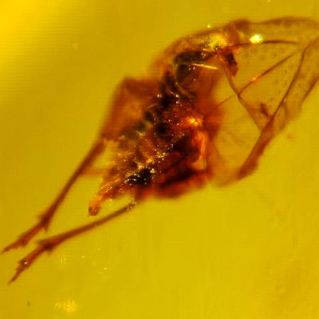 Burmese Insect Amber Leafhopper Cicada Larva Fossil Cretaceous Dinosaur Age