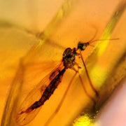Burmese Insect Amber Unknown Flying Bug Fossil Cretaceous Dinosaur Age
