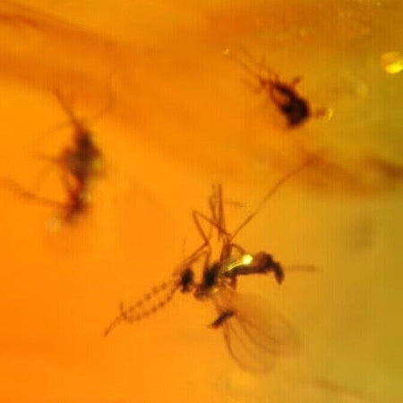 Three Burmese Insect Amber Diptera Mosquito Fly Fossil Cretaceous Dinosaur Age