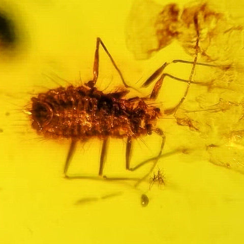 Burmese Insect Amber Scale Bug Fossil Cretaceous Dinosaur Age Bermite - Fossil Age Minerals
