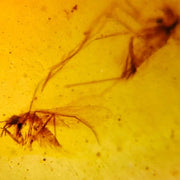 4 Burmese Insect Amber Diptera Mosquito Flying Bug Fossil Cretaceous Dinosaur Era