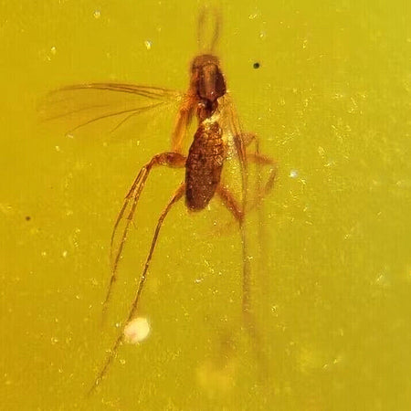 Burmese Insect Amber Diptera Mosquito Fly Fossil Cretaceous Dinosaur Age