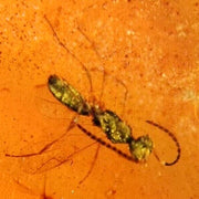 Burmese Insect Amber Hymenoptera Wasp Bee Fossil Cretaceous Dinosaur Age