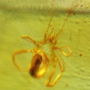 Burmese Insect Amber Arachnida Spider Fossil Burmite Cretaceous Dinosaur Age