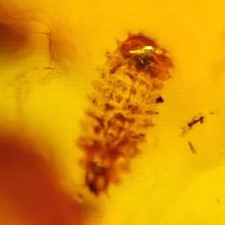 Burmese Insect Amber Unknown Bug Fossil Cretaceous Dinosaur Age