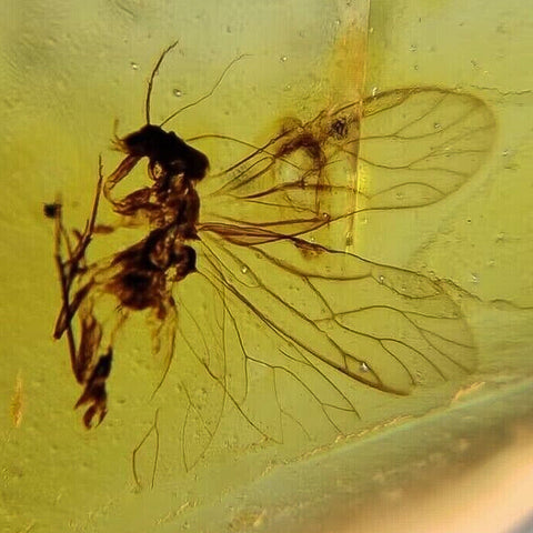 Burmese Insect Amber Unknown Flying Bugs Fossil Cretaceous Dinosaur Age - Fossil Age Minerals