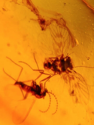 Burmese Insect Amber Lacewing And Mosquito Fly Bugs Fossil Cretaceous Dinosaur Era - Fossil Age Minerals