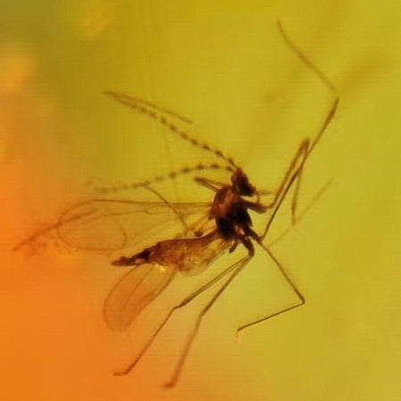 Burmese Insect Amber Diptera Mosquito Fly & Beetle Fossil Cretaceous Dinosaur Age