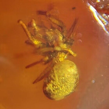 Burmese Insect Amber Arachnida Spider Fossil Burmite Cretaceous Dinosaur Age