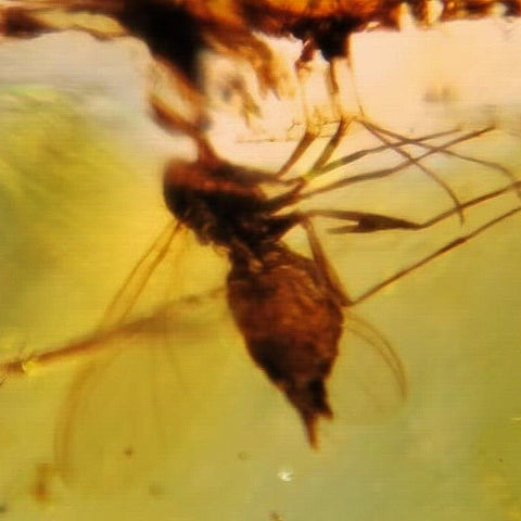 Burmese Insect Amber Unknown Flying Bugs Fossil Cretaceous Dinosaur Age - Fossil Age Minerals